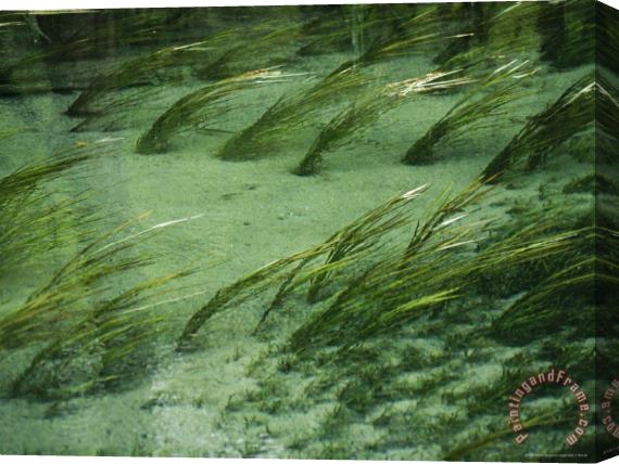 Raymond Gehman Aquatic Grasses Bend with The Flow of a Waterway Stretched Canvas Print / Canvas Art