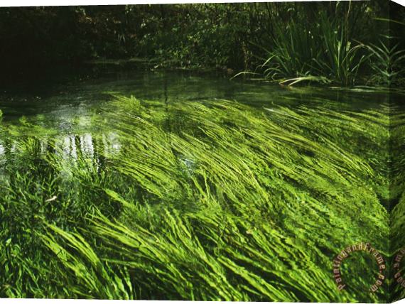 Raymond Gehman Aquatic Grasses Bend with The Flow of a Waterway Stretched Canvas Painting / Canvas Art