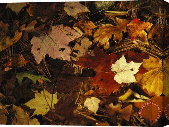 Raymond Gehman Array of Autumn Maple Leaves And Pine Needles Float in a Creek Stretched Canvas Painting / Canvas Art