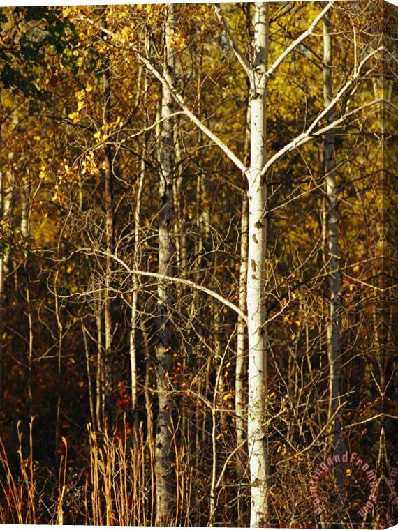 Raymond Gehman Aspen Trees with Autumn Foliage in Whiteshell Provincial Park Stretched Canvas Print / Canvas Art