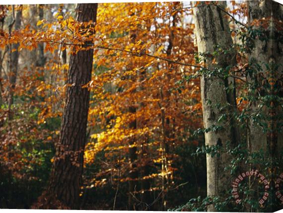 Raymond Gehman Autumn Colored Beech Trees Holly And Pine in Upland Hardwood Forest Stretched Canvas Print / Canvas Art