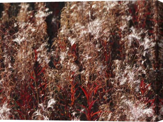 Raymond Gehman Autumn Colored Meadow Grasses in The Mackenzie River Delta Stretched Canvas Print / Canvas Art