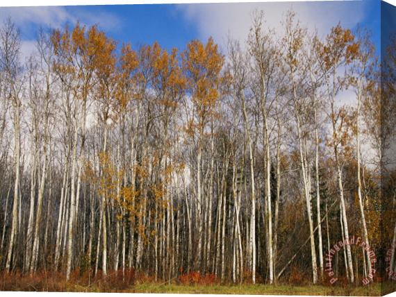 Raymond Gehman Autumn Colors Are Displayed in a Stand of Aspen Trees Stretched Canvas Print / Canvas Art