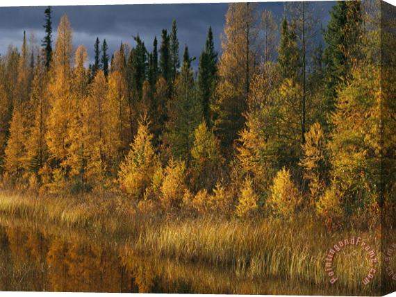 Raymond Gehman Autumn Colors Are Displayed in The Sedges And Tamarack Trees Stretched Canvas Painting / Canvas Art