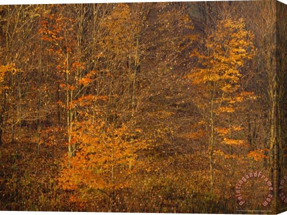 Raymond Gehman Autumn Colors in The Jefferson National Forest Stretched Canvas Painting / Canvas Art