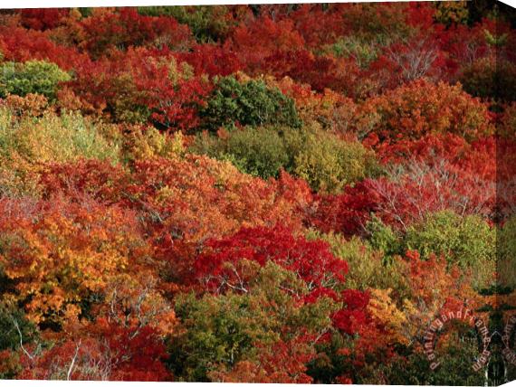 Raymond Gehman Autumn Colors Paint a Canadian Forest Stretched Canvas Print / Canvas Art