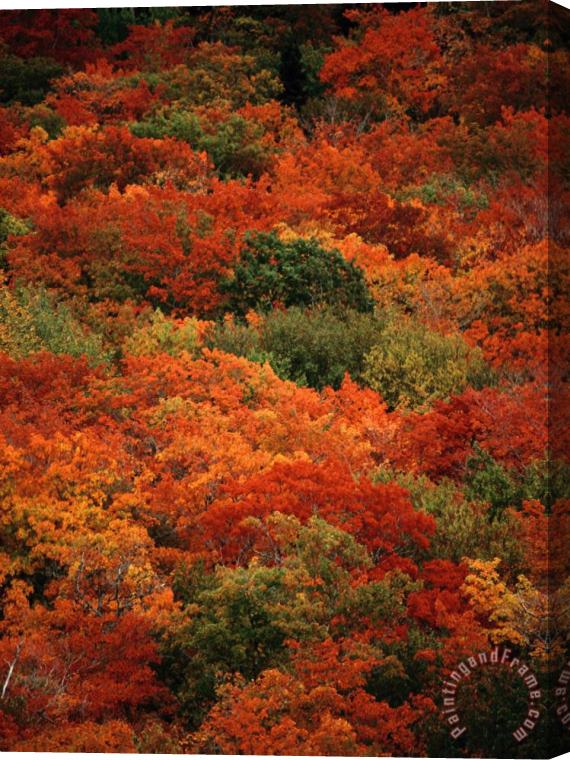 Raymond Gehman Autumn Foliage Decorates The Park Stretched Canvas Print / Canvas Art