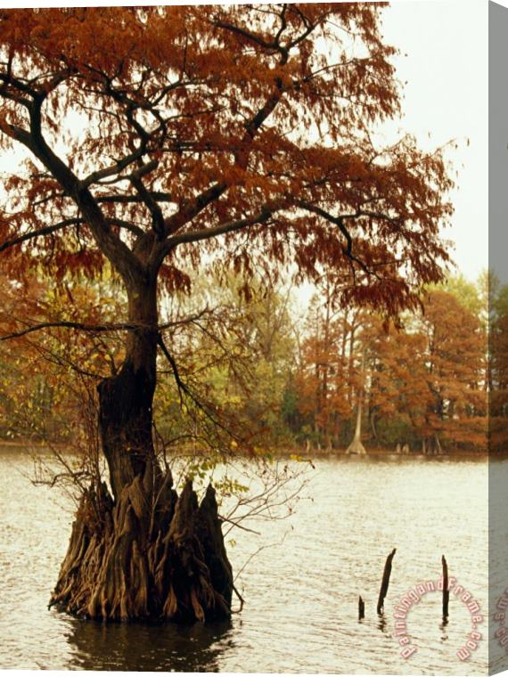 Raymond Gehman Autumn View of a Bald Cypress Tree Growing in Water Stretched Canvas Print / Canvas Art