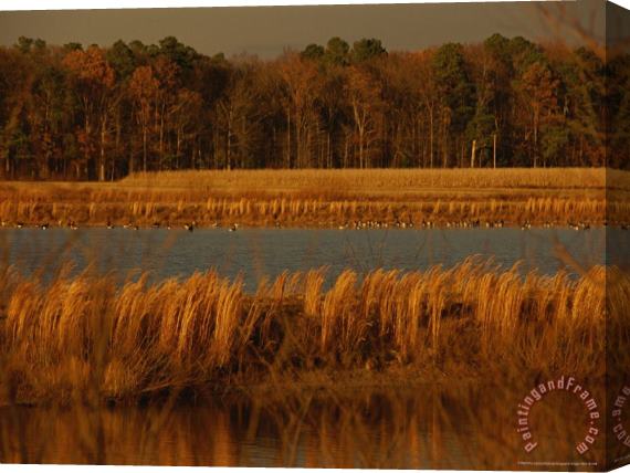 Raymond Gehman Autumn View of Canada Geese on a Freshwater Marsh at Twilight Stretched Canvas Print / Canvas Art