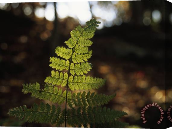 Raymond Gehman Backlit View of a Fern Frond with Spores on It Stretched Canvas Painting / Canvas Art