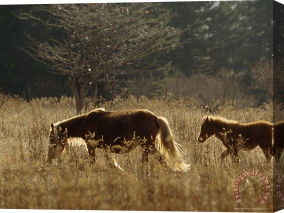 Raymond Gehman Backlit Wild Mare And Foal in a Meadow on The Appalachian Trail Stretched Canvas Painting / Canvas Art