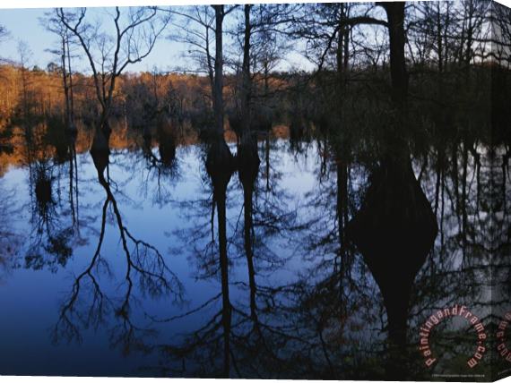 Raymond Gehman Bald Cypress And Gum Trees Reflected on Water at Sunrise Stretched Canvas Print / Canvas Art