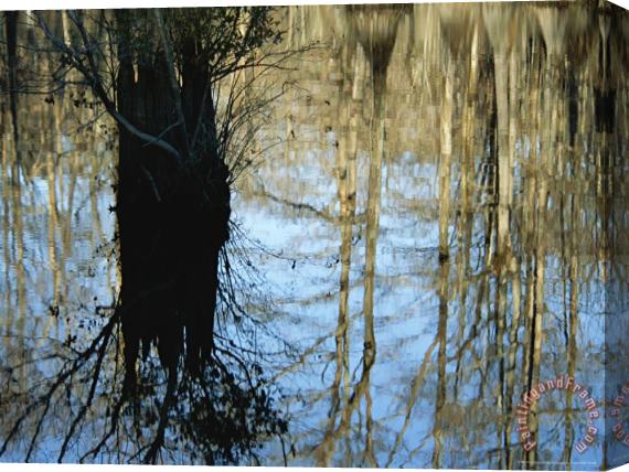 Raymond Gehman Bald Cypress Tree And Reflections in a Swampy Woodland Stretched Canvas Painting / Canvas Art