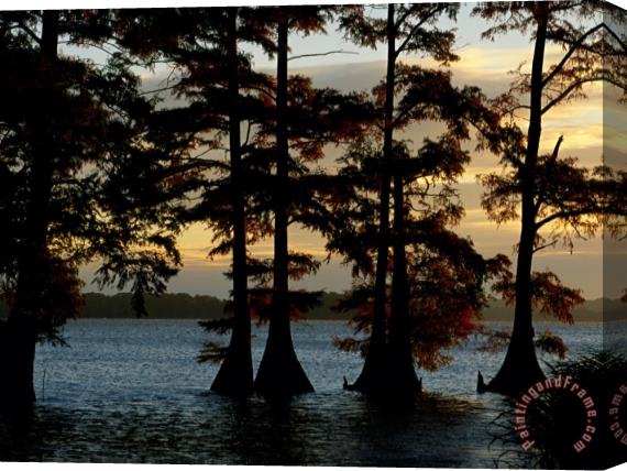 Raymond Gehman Bald Cypress Trees Growing Along The Banks of Reelfoot Lake Stretched Canvas Print / Canvas Art