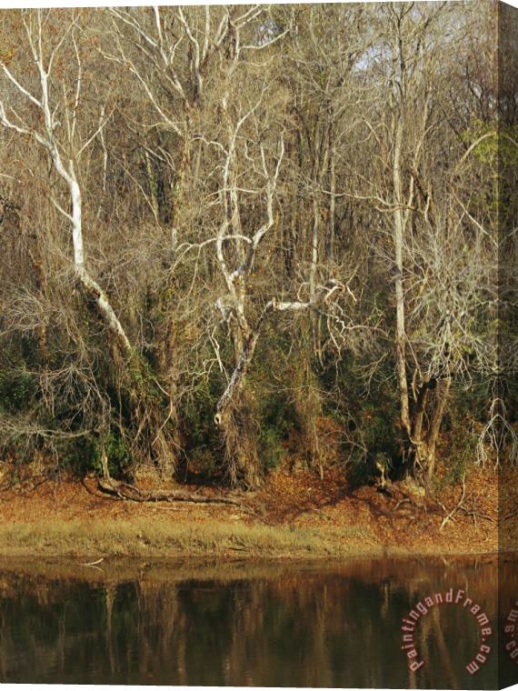 Raymond Gehman Bare Sycamore Trees Along The Cape Fear River Stretched Canvas Painting / Canvas Art