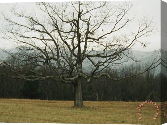 Raymond Gehman Bare Tree in a Meadow with Morning Fog Stretched Canvas Print / Canvas Art