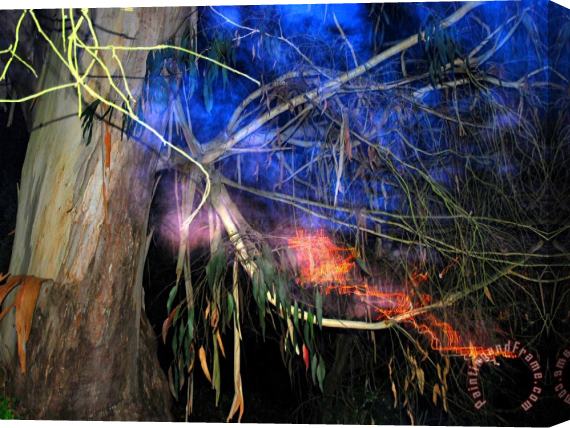 Raymond Gehman Bay Tree Flashed at Night in Buena Vista Park Stretched Canvas Print / Canvas Art