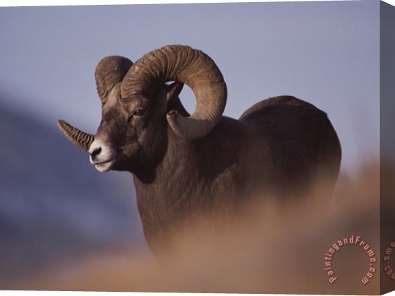 Raymond Gehman Bighorn Ram Yellowstone National Park Wyoming Stretched Canvas Painting / Canvas Art