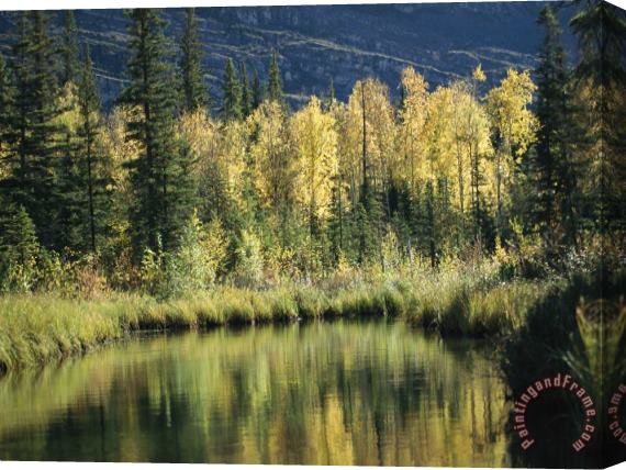 Raymond Gehman Birch And Spruce Trees Are Reflected in Cli Lake Stretched Canvas Painting / Canvas Art