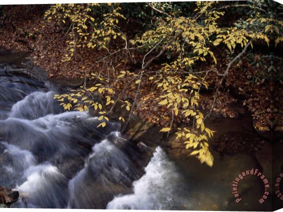 Raymond Gehman Birch Trees in Autumn Hues Along Island Lick Creek Stretched Canvas Print / Canvas Art
