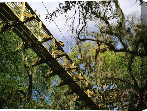 Raymond Gehman Bird Watching on The Canopy Walkway Stretched Canvas Print / Canvas Art