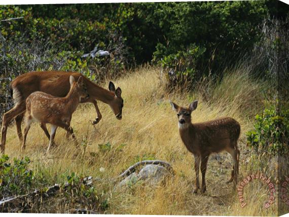 Raymond Gehman Black Tailed Deer Odocoileus Hemionus And Fawn Stretched Canvas Painting / Canvas Art