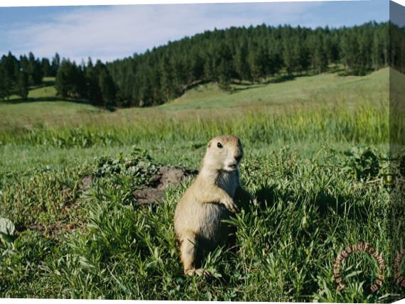 Raymond Gehman Black Tailed Prairie Dog by Its Burrow Stretched Canvas Painting / Canvas Art