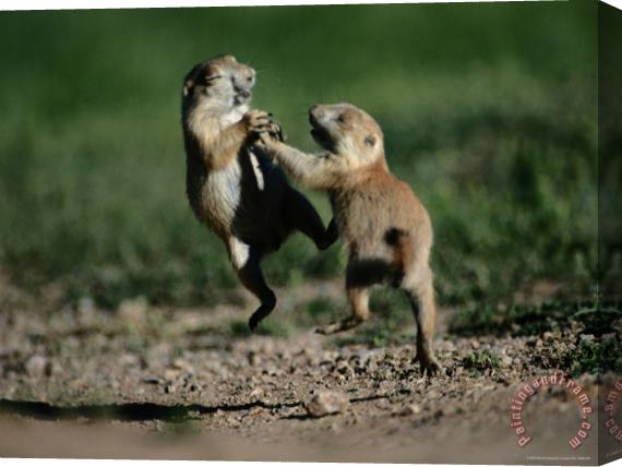 Raymond Gehman Black Tailed Prairie Dog Pups Wrestling on a Burrow Stretched Canvas Painting / Canvas Art