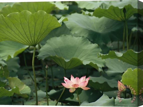 Raymond Gehman Blooming Lotus Water Lily Flower Stretched Canvas Painting / Canvas Art