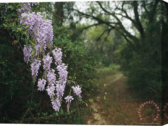 Raymond Gehman Blossoming Wisteria Stretched Canvas Print / Canvas Art