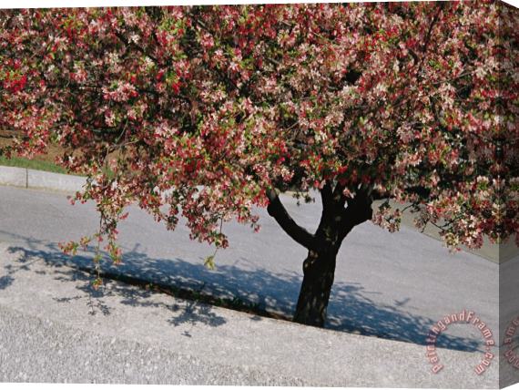 Raymond Gehman Blossoms on a Cherry Tree in Arlington Cemetery Stretched Canvas Print / Canvas Art