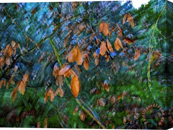 Raymond Gehman Blurred Motion Shot of Tree Branches And Leaves in Old Growth Forest Stretched Canvas Painting / Canvas Art
