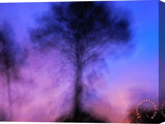 Raymond Gehman Blurred Shot of Tree in San Francisco Park Stretched Canvas Print / Canvas Art