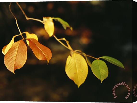 Raymond Gehman Branch of Sassafras Leaves in Fall Colors Stretched Canvas Print / Canvas Art