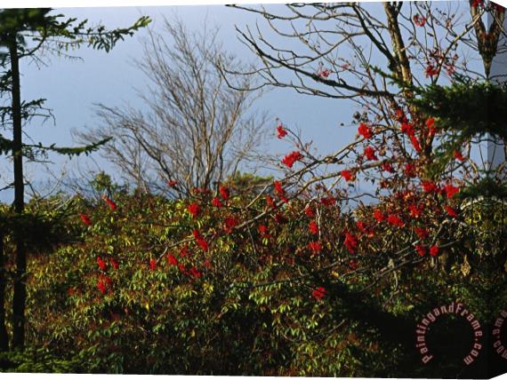 Raymond Gehman Branch with Red Berries Among Mountain Laurel And Leafless Trees Stretched Canvas Painting / Canvas Art