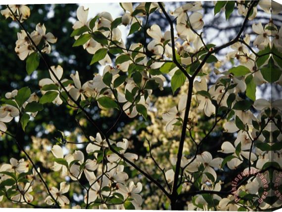 Raymond Gehman Branches of a Dogwood Tree in Bloom Stretched Canvas Painting / Canvas Art
