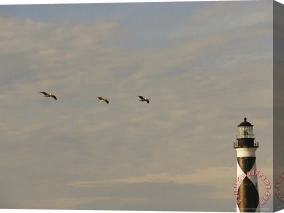 Raymond Gehman Brown Pelicans Flying Near The Cape Lookout Lighthouse Stretched Canvas Print / Canvas Art