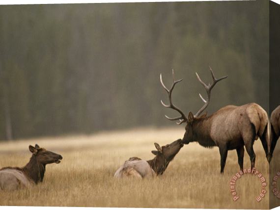 Raymond Gehman Bull Elk Nuzzles a Cow in Yellowstone S Elk Park a Meadow Near The Gibbon River Stretched Canvas Print / Canvas Art