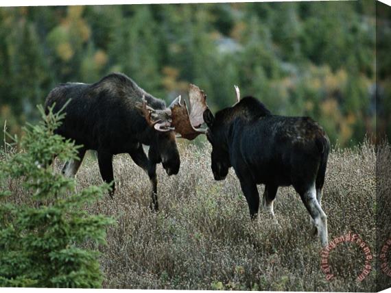 Raymond Gehman Bull Moose Spar with One Another Stretched Canvas Print / Canvas Art