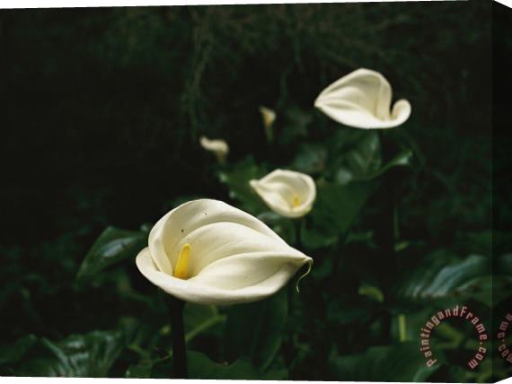 Raymond Gehman Calla Lilies in Plum Orchard Stretched Canvas Print / Canvas Art