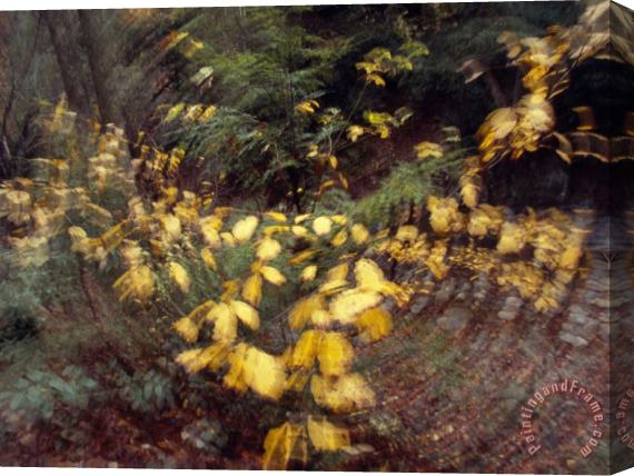 Raymond Gehman Camera Movement Creates Swirl of Birch Leaves in Appalchian Woodland Stretched Canvas Painting / Canvas Art
