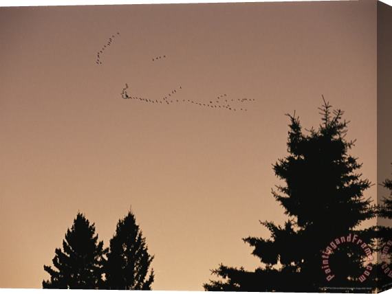 Raymond Gehman Canada Geese Fly Over The Manitoba Escarpment Stretched Canvas Print / Canvas Art