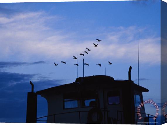Raymond Gehman Canada Geese Flying High Over a Boat at Twilight Stretched Canvas Print / Canvas Art