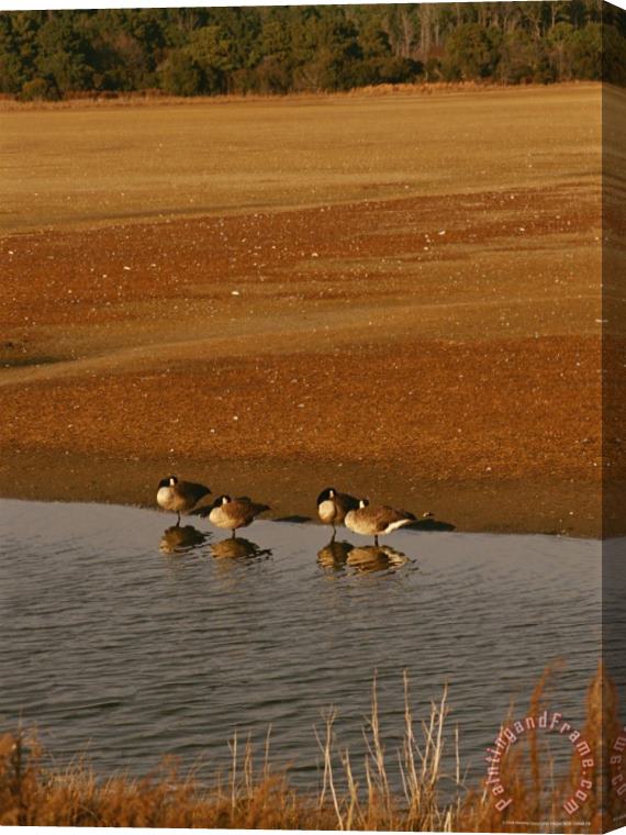 Raymond Gehman Canada Geese Resting in The Shallows of a Freshwater Marsh Stretched Canvas Print / Canvas Art