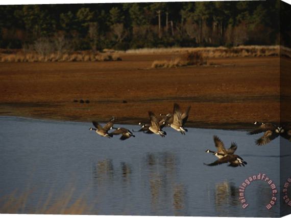Raymond Gehman Canada Geese Take Flight Over a Marsh Stretched Canvas Print / Canvas Art