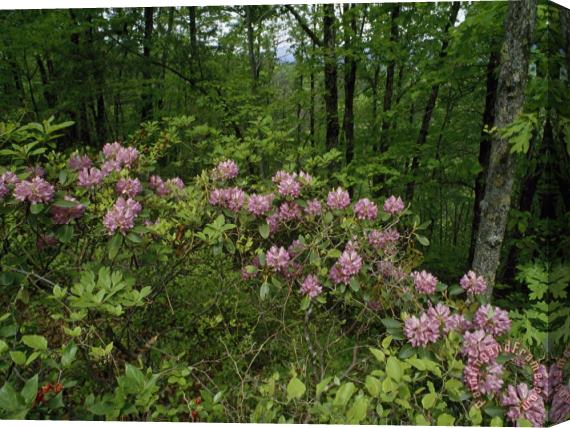 Raymond Gehman Catawba Rhododendrons in Hanging Rock State Park North Carolina Stretched Canvas Print / Canvas Art