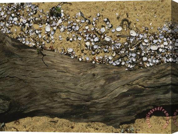 Raymond Gehman Clam Shells Piled Up Against a Log Where The Tide Deposited Them Stretched Canvas Painting / Canvas Art