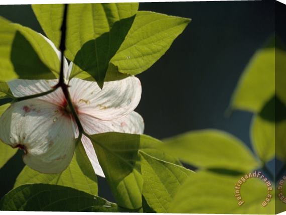 Raymond Gehman Close Up of a Dogwood Flower And Leaves Stretched Canvas Print / Canvas Art