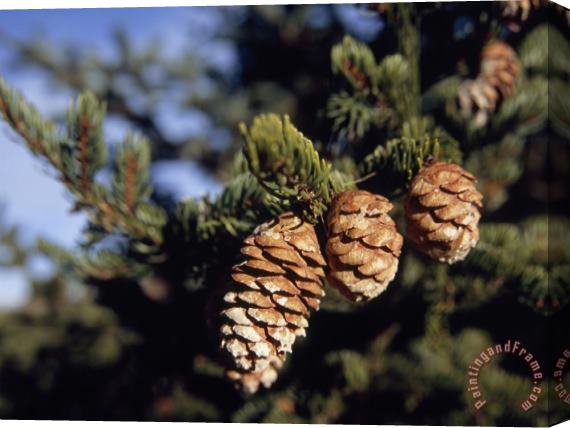 Raymond Gehman Close Up of Cones on a Spruce Tree Branch Stretched Canvas Print / Canvas Art
