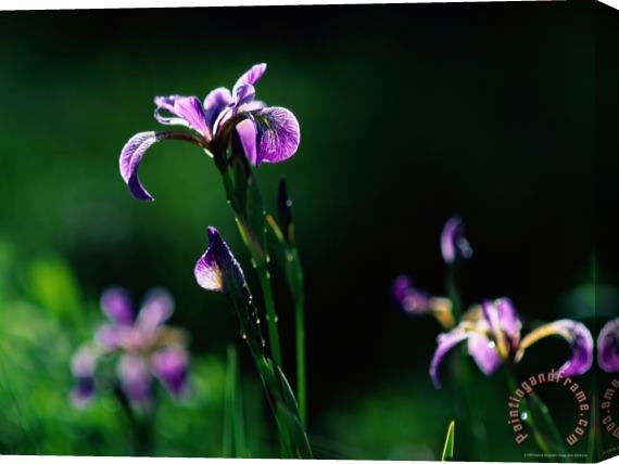 Raymond Gehman Close Up of Irises Taken at North Hegman Lake Stretched Canvas Print / Canvas Art